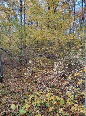 Foto - Grundstück in Bad Kreuznach zur Miete