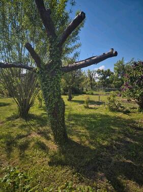 Foto - Kleingarten - 50,00&nbsp;EUR Kaltmiete, ca.&nbsp; 0,00&nbsp;m&sup2;