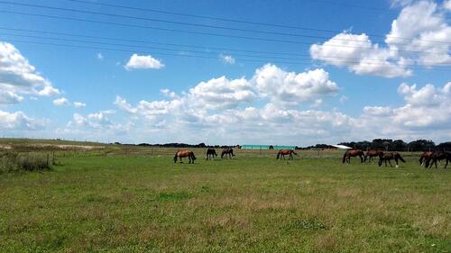 Foto - Provisionsfreies Traumhaus mit Blick auf Pferdekoppel(2017)