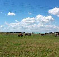 Provisionsfreies Traumhaus mit Blick auf Pferdekoppel(2017) - Zossen