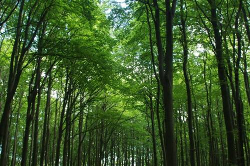 Foto - Wald ca. 1 ha (überwiegend Buche)