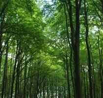 Wald ca. 1 ha (überwiegend Buche) - Eldetal