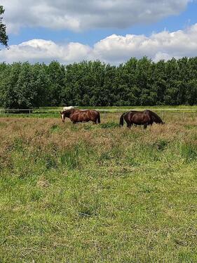 Foto - Reitanlage Stall 22 Boxen + gehobene Wohnung Wohnungen Hille