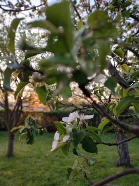 Foto - schöner idyllischer Garten in ruhiger Lage abzugeben
