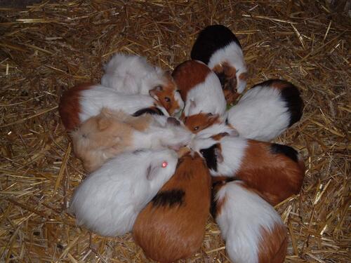 Foto - andere in Heringsdorf zur Miete