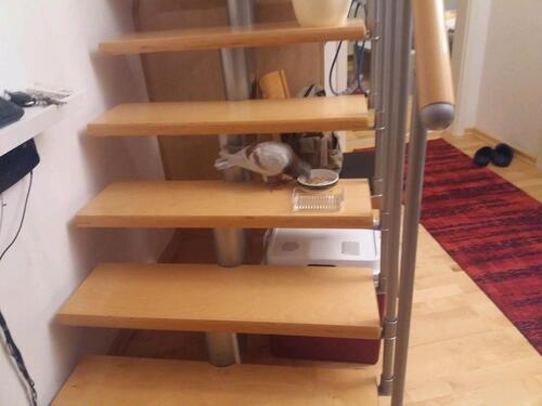 Foto - 6 Zimmer Etagenwohnung zum Kaufen in Maulbronn