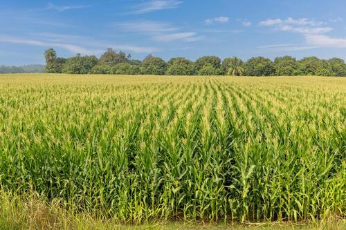 Foto - Landwirtschaftliche Fläche zu verpachten