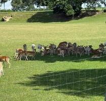 Damwildgehege in Erharting (Bayern) zu Verpachten - Töging am Inn