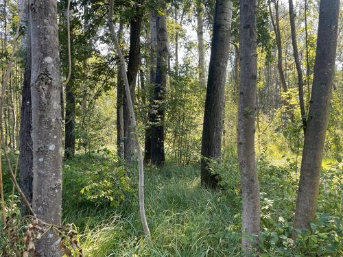 Foto - Waldgrundstück in Pförring zu verpachten – direkt am Wasser