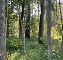 Waldgrundstück in Pförring zu verpachten – direkt am Wasser
