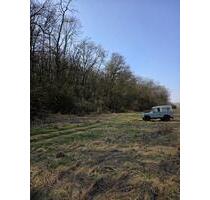 Frei vom Öl-, Gas- und Strompreis, Waldgrundstück in Schwarzenau - Schwarzach am Main