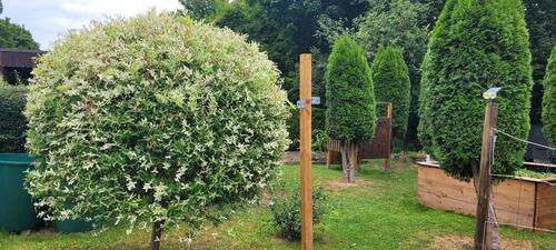 Foto - Grundst&uuml;ck in Zwickau