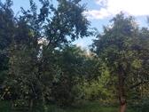 Foto - Einfamilienhaus in Ovelgönne zum Kaufen