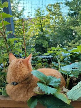 Foto - 2.5 Zimmer Etagenwohnung in Pohlheim