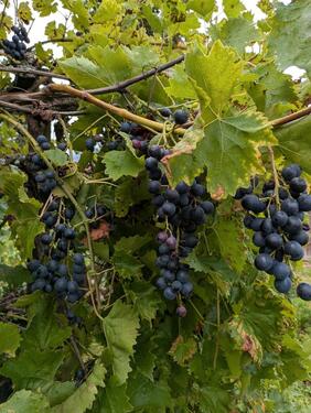 Foto - Grundstück in Coburg zur Miete
