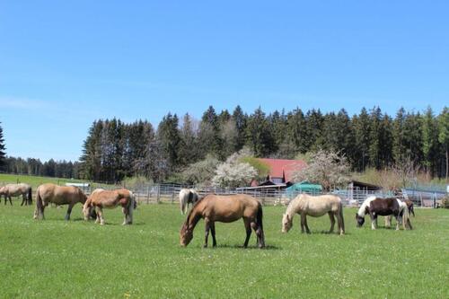Foto - Ferienwohnung im Hinterland des Bodensees am Tor zum Allgäu