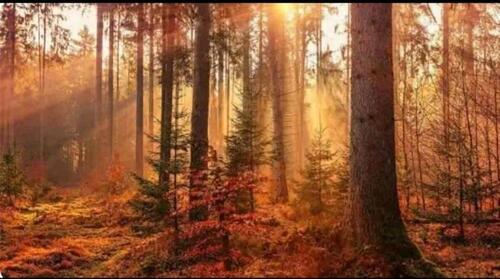 Foto - Ferienwohnung Thale Harz Quedlinburg Fahrradgarage Familienbett