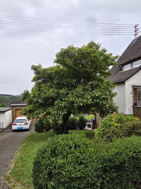 Foto - 5 Zimmer Einfamilienhaus in Wissen