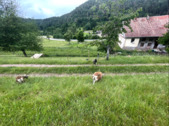 Foto - 