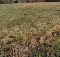 Grundstück Pferdekoppel Hundewiese Weide Wiese - Zwickau Cainsdorf