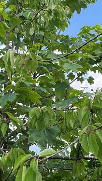 Foto - Grundst&uuml;ck in Lübeck