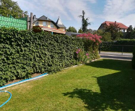 Foto - Einfamilienhaus in Bad Lausick zum Kaufen