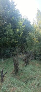 Foto - Grundst&uuml;ck in Fredersdorf-Vogelsdorf zur Miete