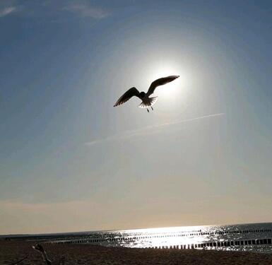 Foto - andere zur Miete in Zingst