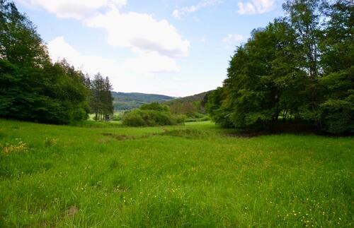 Foto - Waldfläche Wiesenfläche Mittenaar Offenbach