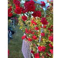 Garten in Lütten Klein - 4.500,00&nbsp;EUR Kaltmiete, ca.&nbsp; 0,00&nbsp;m&sup2; in Elmenhorst/Lichtenhagen (PLZ: 18107)