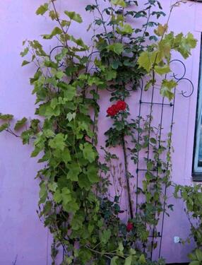 Foto - Grundst&uuml;ck in Elmenhorst/Lichtenhagen