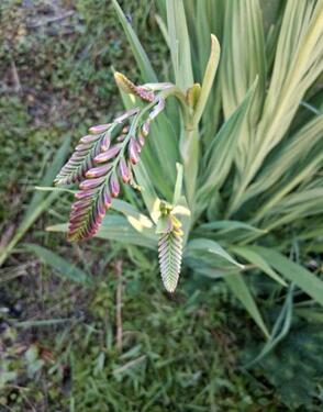 Foto - Grundst&uuml;ck in Elmenhorst/Lichtenhagen zur Miete