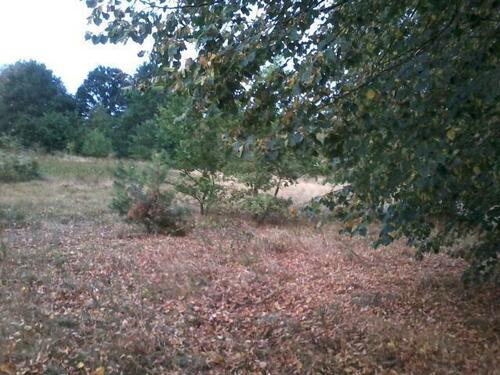 Foto - Grundstück in Rehburg-Loccum