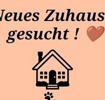 Miete Wohnung - 950,00&nbsp;EUR Kaltmiete, ca.&nbsp; 85,00&nbsp;m&sup2; in Stadtallendorf (PLZ: 35260)