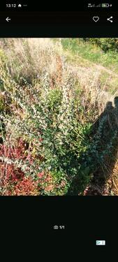 Foto - Erholungsgarten landwirtschaftliche I Streuobstwiese Garten