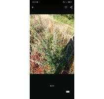 Erholungsgarten landwirtschaftliche I Streuobstwiese Garten - Groß-Gerau