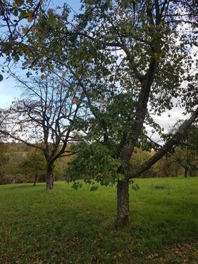 Foto - Grundstück in Kraichtal