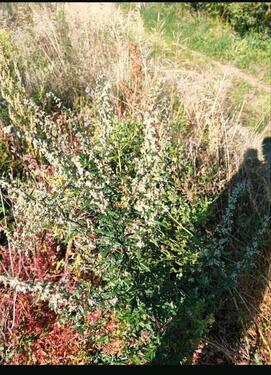 Foto - Erholungsgarten Streuobstwiese Ladwirt Garten