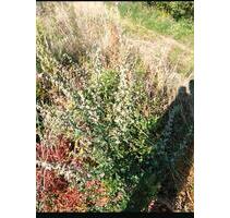 Erholungsgarten Streuobstwiese Ladwirt Garten - Darmstadt Arheilgen