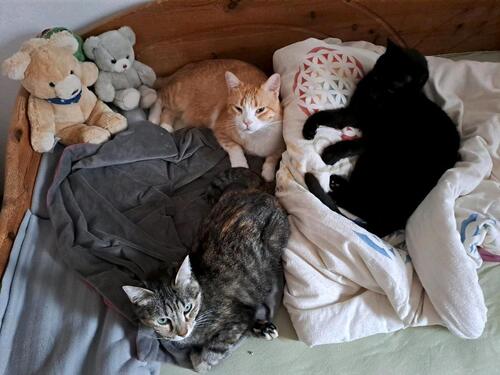 Foto - tierliebe Vermieter - 800,00 EUR Kaltmiete,