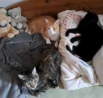 tierliebe Vermieter - 800,00 EUR Kaltmiete, in Oy-Mittelberg (PLZ: 87466)
