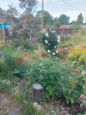 Foto - Kleingarten in Borsdorf abzugeben