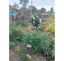 Kleingarten in Borsdorf abzugeben