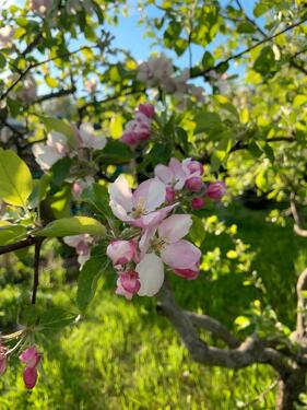 Foto - Grundstück in Borsdorf
