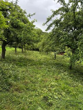 Foto - Obstbaumwiese Streuobstwiese in Sachsenheim Ochsenbach