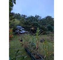 Gartengrundstück mit Bungalow - 300,00&nbsp;EUR Kaltmiete, ca.&nbsp; 0,00&nbsp;m&sup2; in Radeburg (PLZ: 01471)