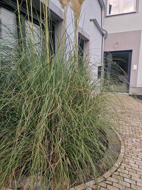 Foto - Etagenwohnung in Meißen zur Miete