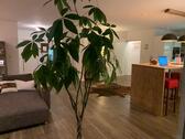 Foto - Etagenwohnung in Hildesheim zur Miete