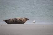 Foto - Steffis-Strand-Schule Nebensaison 3 Tage Nordseeurlaub ab 149.-€