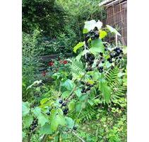 Kleingärten zu verpachten - 2.500,00&nbsp;EUR Kaltmiete, ca.&nbsp; 0,00&nbsp;m&sup2; in Cham (PLZ: 93413)